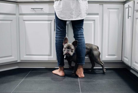 Ejercicios que puedes hacer con tu perro sin salir de casa