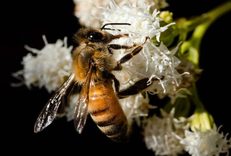 Francia prohíbe dos nuevos pesticidas para proteger a las abejas