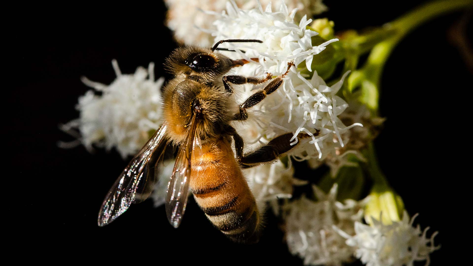 Francia prohíbe dos nuevos pesticidas para proteger a las abejas