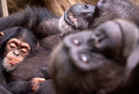 Los chimpancés siguen el ritmo de la música y transmiten a otros su conocimiento sobre herramientas