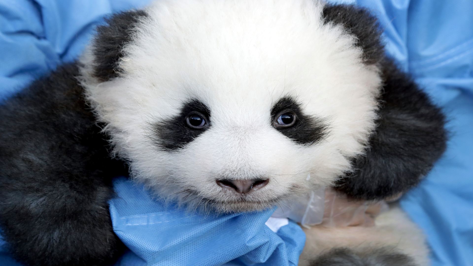 Meng Yuang y Meng Xiang, los osos panda que cuestan 10 millones de euros