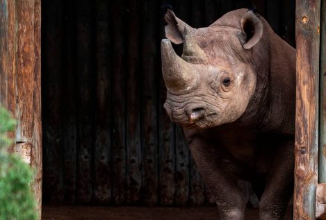 Muere a los 57 años Fausta, la rinoceronte más longeva del mundo