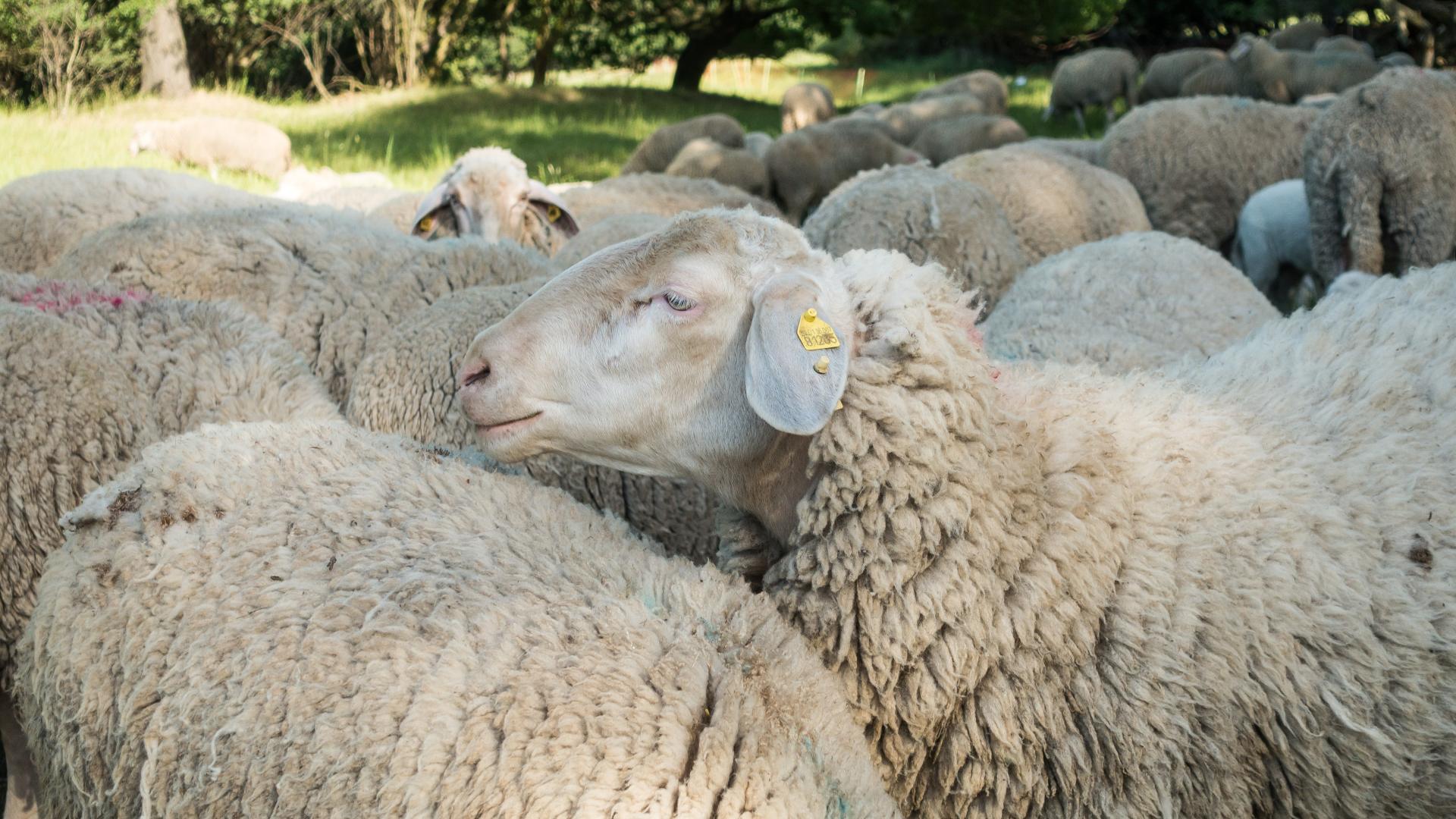 Nueva Zelanda cría las primeras ovejas "bajas en emisiones de metano"