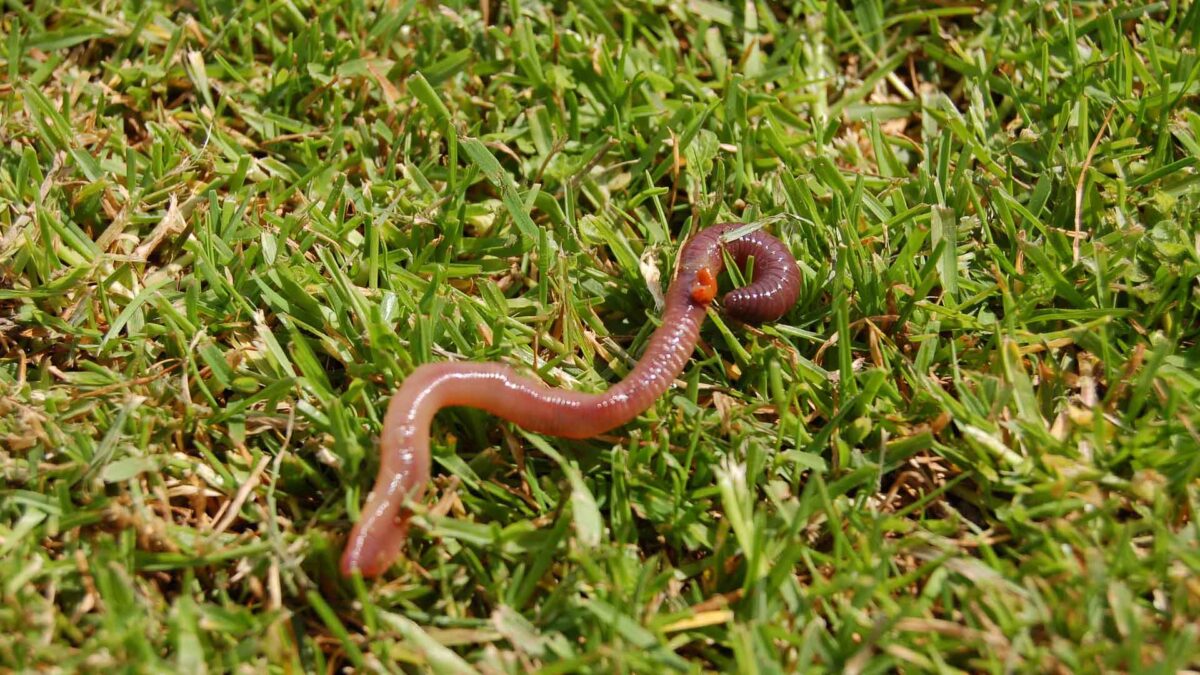 Por qué la lombriz de tierra es uno de los animales más importantes del planeta