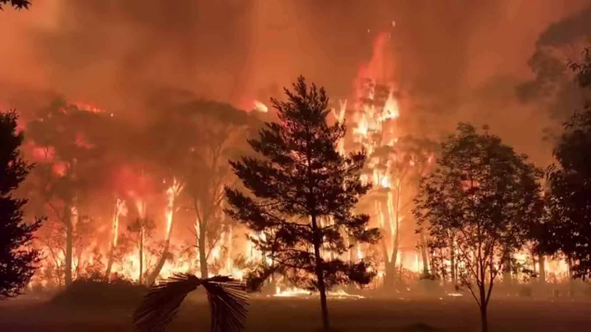 Australia en llamas: una catástrofe para la salud, la economía y la biodiversidad