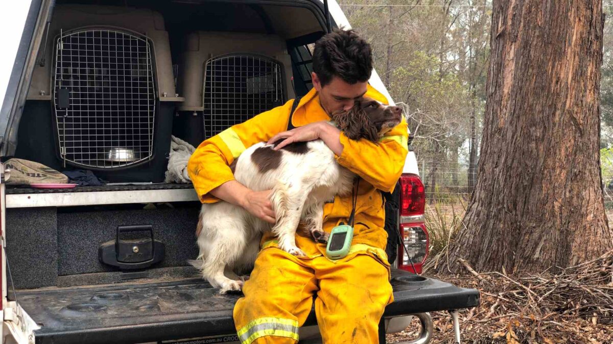 Taylor, la perra que ayuda a rescatar koalas entre los enormes incendios de Australia