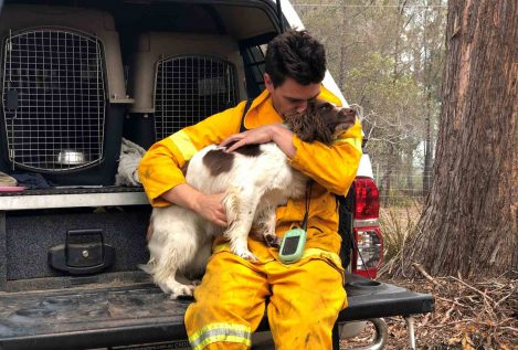 Taylor, la perra que ayuda a rescatar koalas entre los enormes incendios de Australia