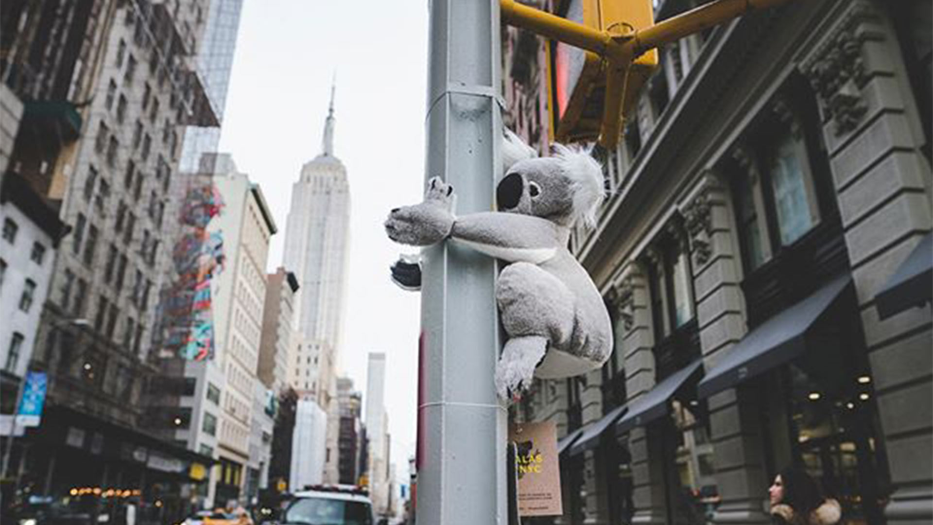 Las calles de Nueva York se llenan de koalas de peluche para ayudar a Australia