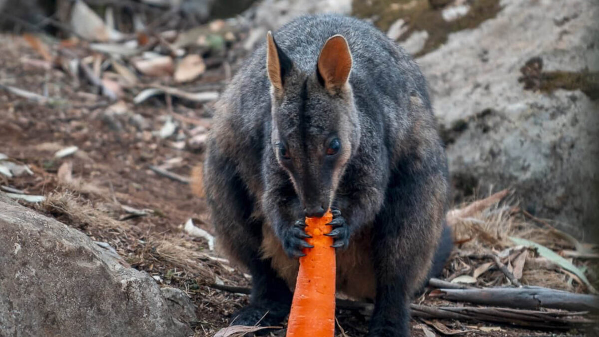 Australia lanza desde helicópteros comida a los animales afectados por incendios