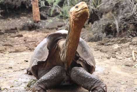 Diego, la tortuga centenaria que ha salvado a una especie