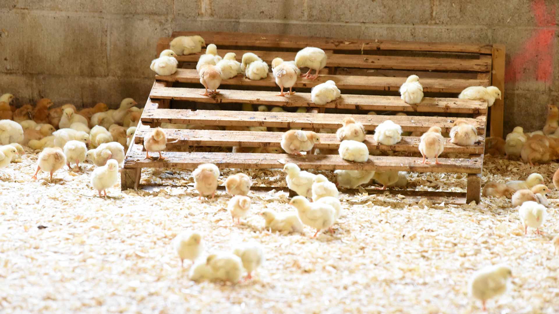 Francia prohibirá triturar pollitos vivos, una práctica muy extendida en la UE