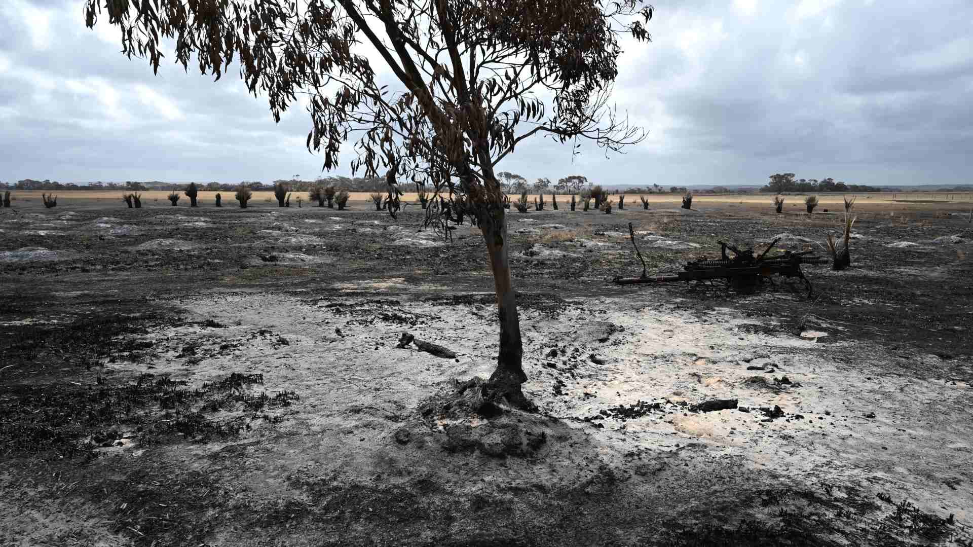 Las lluvias ayudan a extinguir los incendios del este de Australia