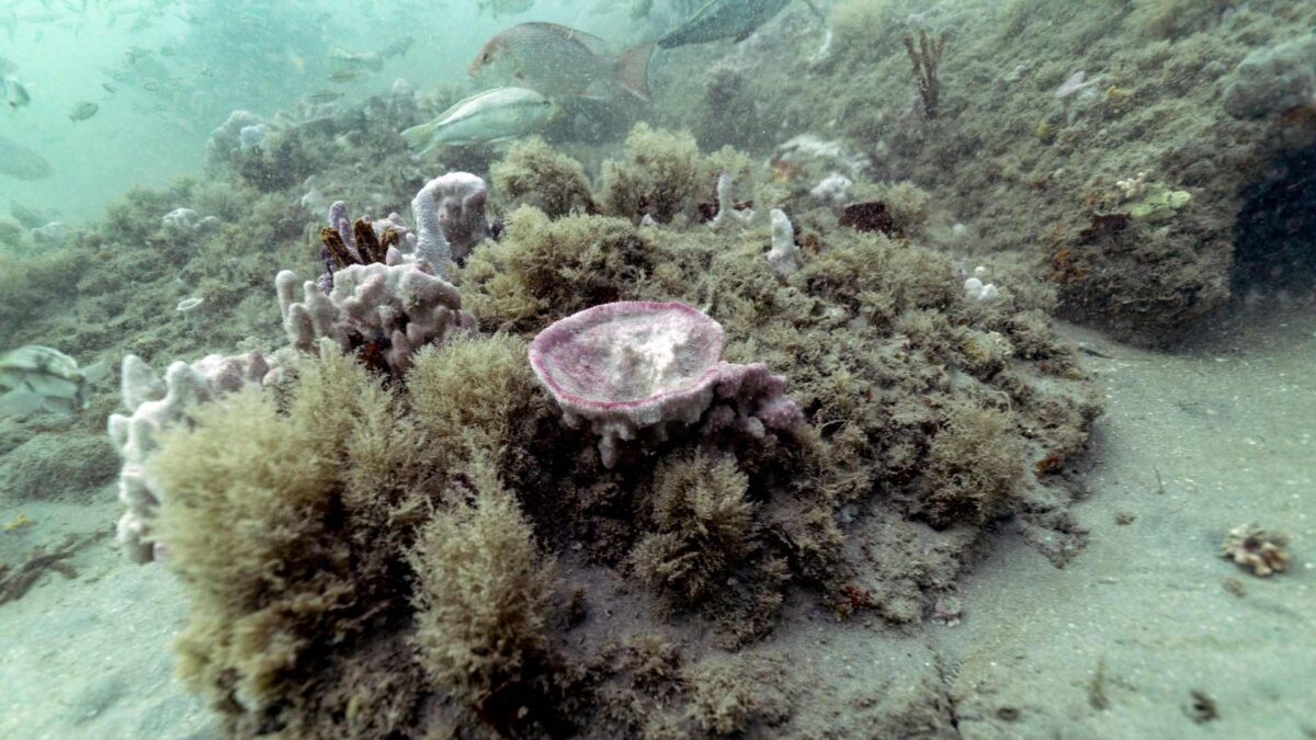 Las olas de calor marinas amenazan la biodiversidad del Mediterráneo