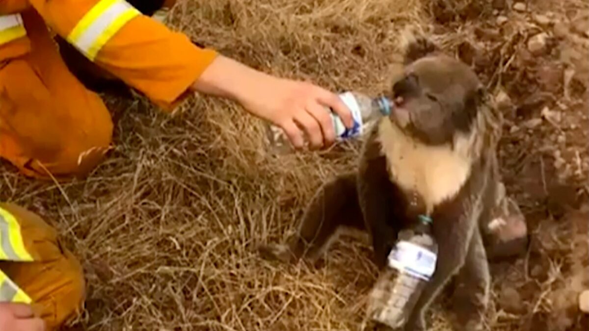 Llevar los koalas a Nueva Zelanda, la última propuesta para salvar una especie amenazada por los incendios en Australia