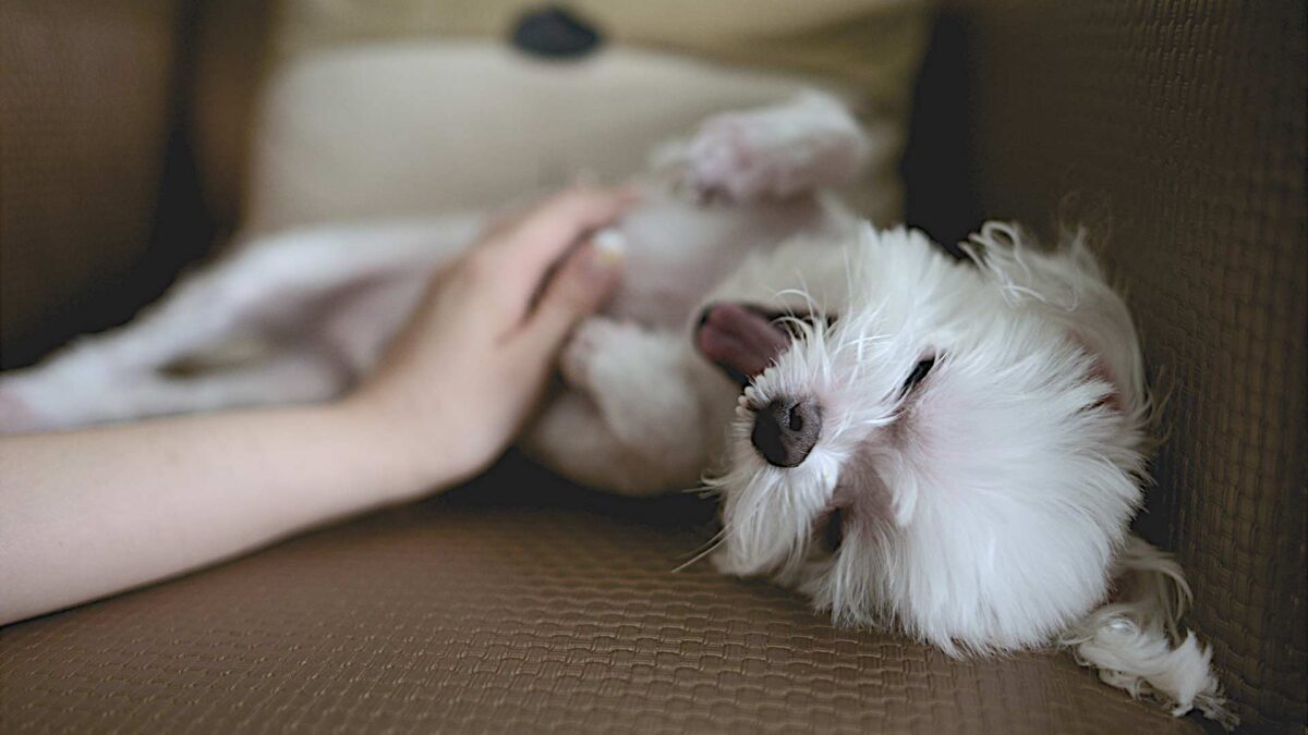 Reiki: terapia complementaria también para perros