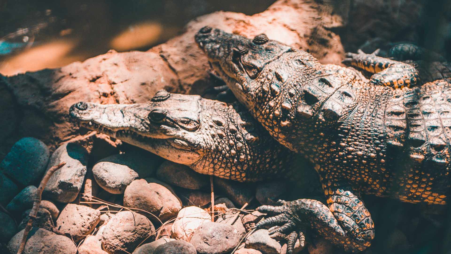 Un australiano sobrevive tres semanas en un bosque lleno de cocodrilos