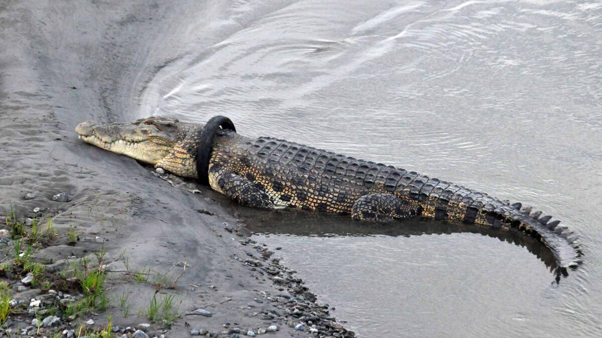 Un cocodrilo atrapado en un neumático busca a su salvador a cambio de una recompensa