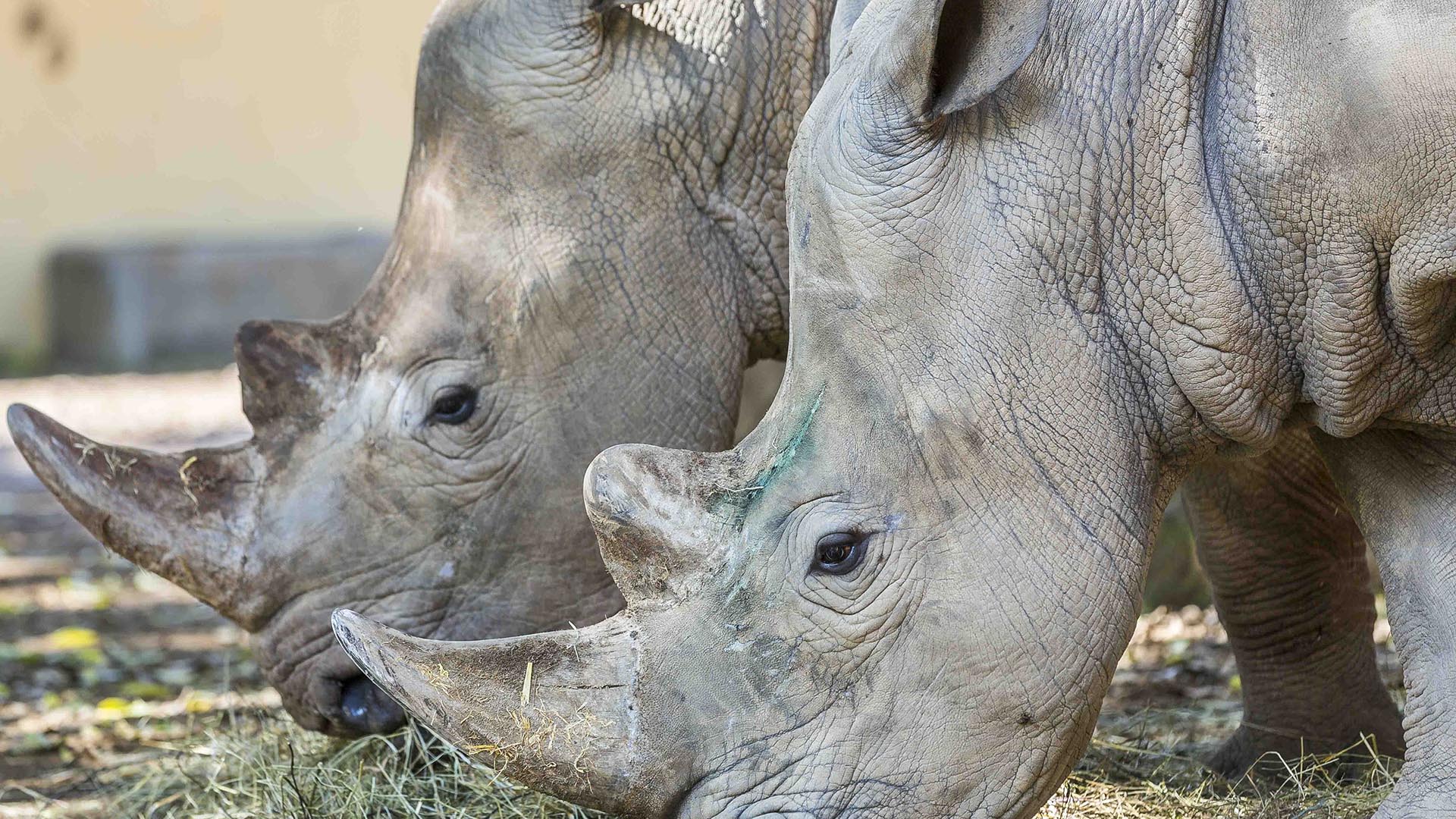 Científicos crean otro embrión viable de rinoceronte blanco del norte