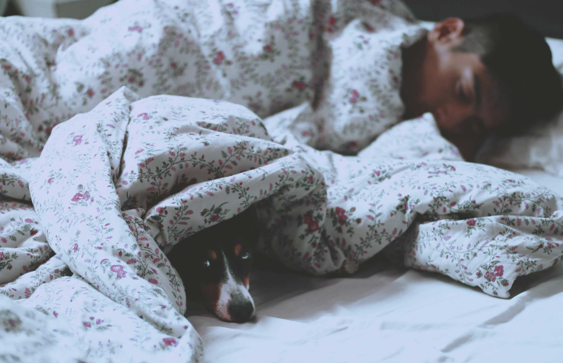 3 beneficios de dormir con tu perro que están respaldados por la ciencia 2