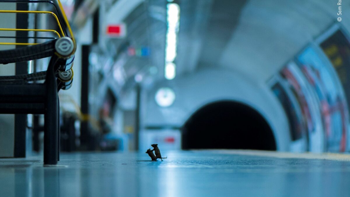 Una pelea de ratones en el metro de Londres, mejor foto de naturaleza del año