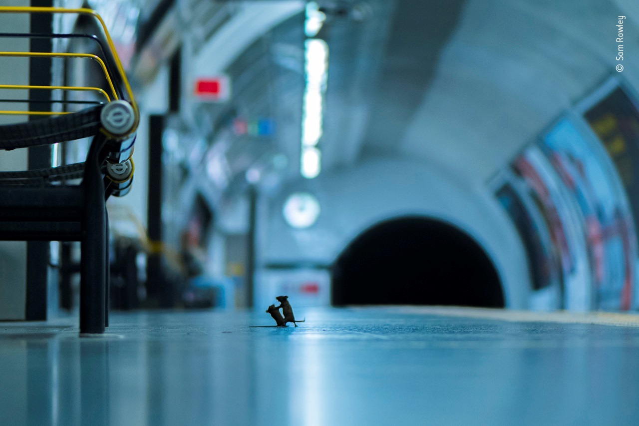 Una pelea de ratones en el metro de Londres, mejor foto de naturaleza del año