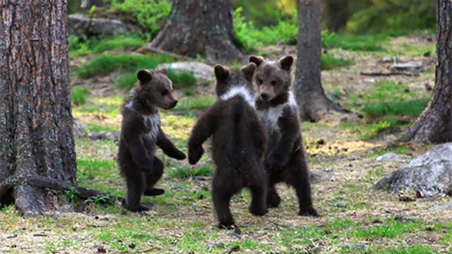 Fotografían a tres oseznos bailando en un bosque de Finlandia