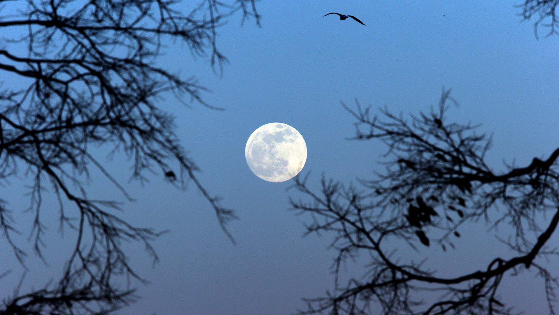 La Luna de Nieve: la primera superluna del año brillará en el cielo este fin de semana