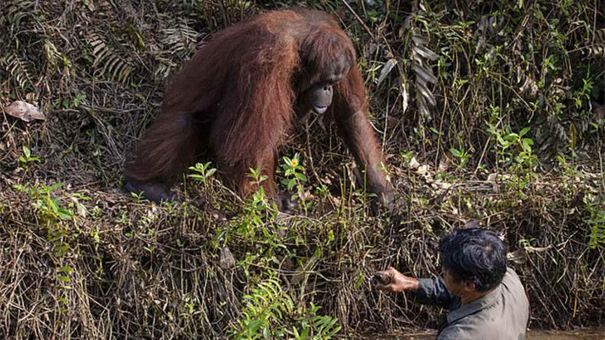 La conmovedora imagen en la que un orangután intenta ayudar a un hombre que creía atrapado