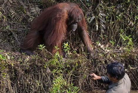 La conmovedora imagen en la que un orangután intenta ayudar a un hombre que creía atrapado