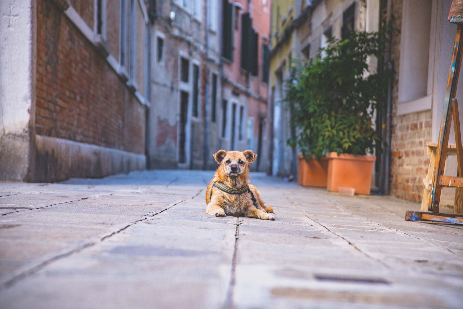 ¿Qué hacer si te encuentras un perro perdido o abandonado en la calle? 1