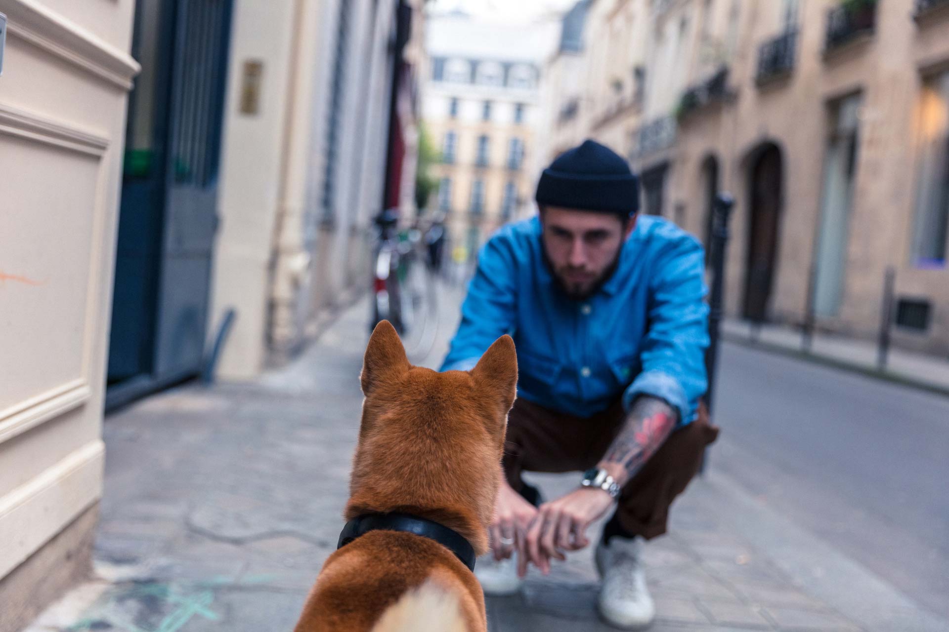 ¿Qué hacer si te encuentras un perro perdido o abandonado en la calle? 2