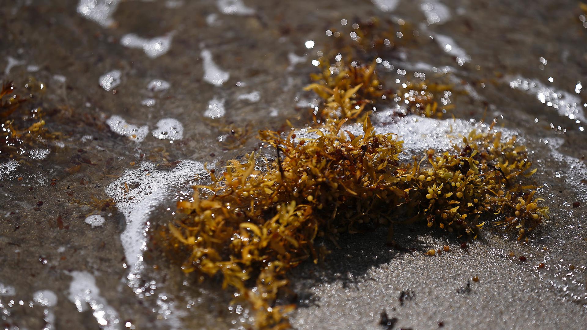 Rugulopterix okamurae: el alga asiática que infesta el Estrecho 1