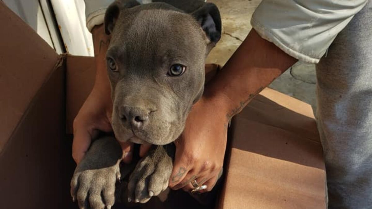 Un niño da su perro a una protectora para evitar que su padre siga maltratándolo