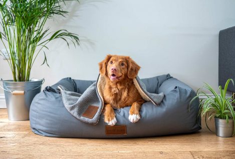 5 consejos para mantener a tu perro seguro durante el estado de alarma
