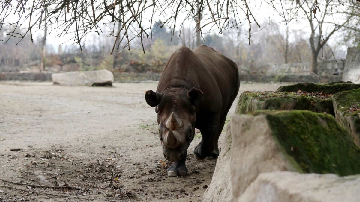 La población de rinocerontes negros se recupera