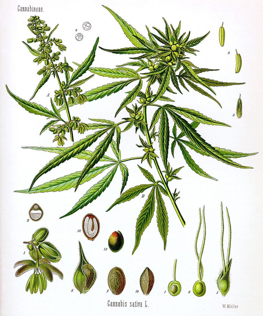 Cannabis medicinal: qué es, cuáles son sus propiedades terapéuticas y cómo utilizarlo 1