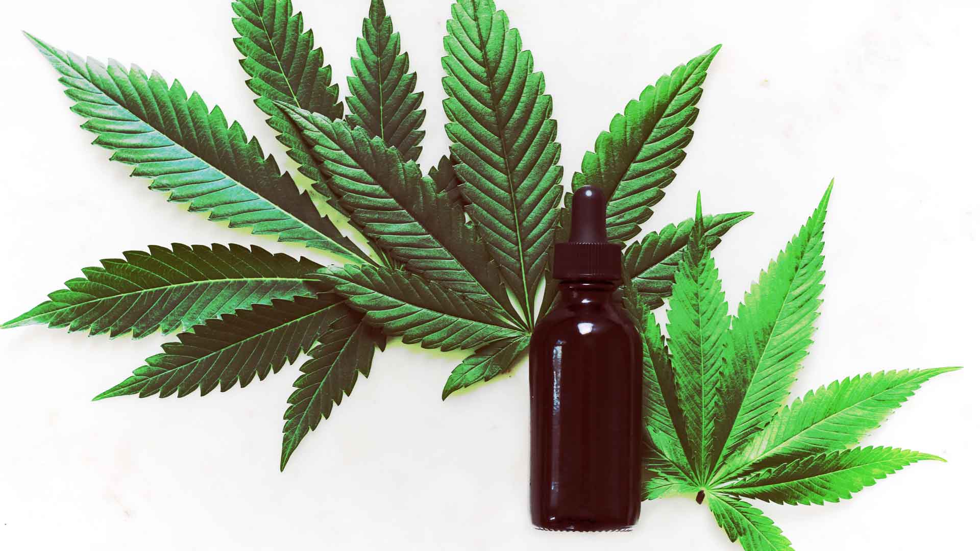 Cannabis medicinal: qué es, cuáles son sus propiedades terapéuticas y cómo utilizarlo