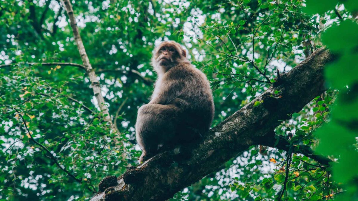 Debemos conservar la naturaleza y el planeta porque sí