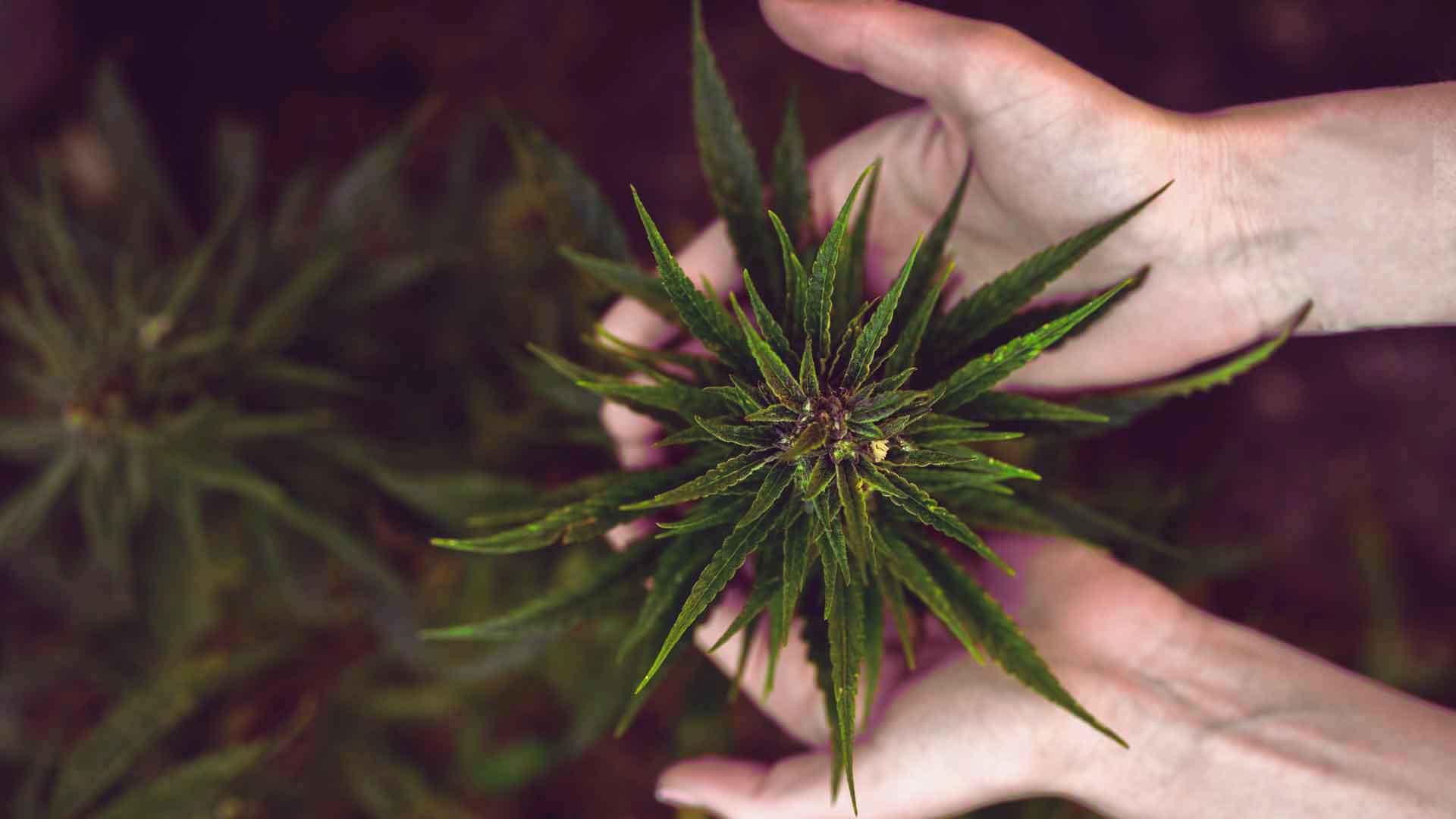 El calvario de los pacientes de cannabis medicinal