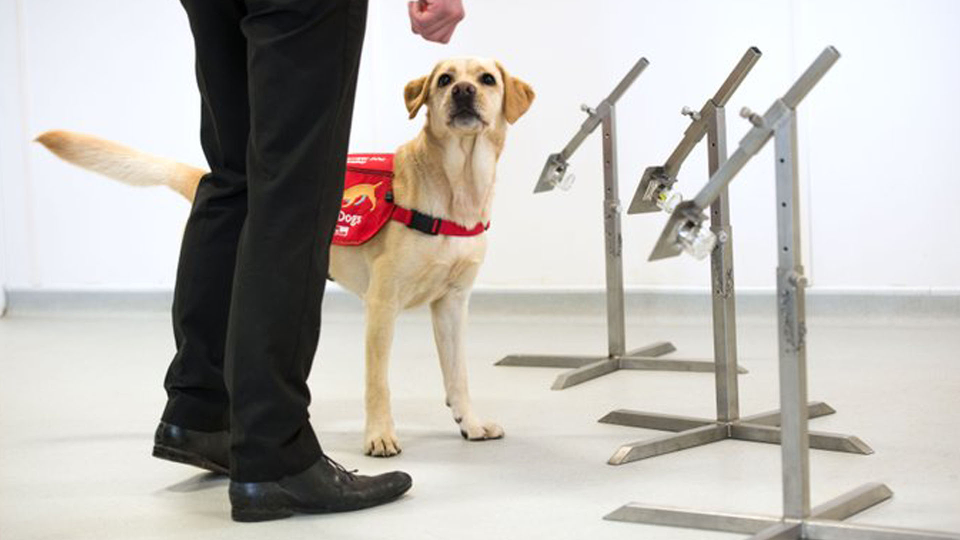 Investigadores británicos entrenarán a perros para detectar el coronavirus