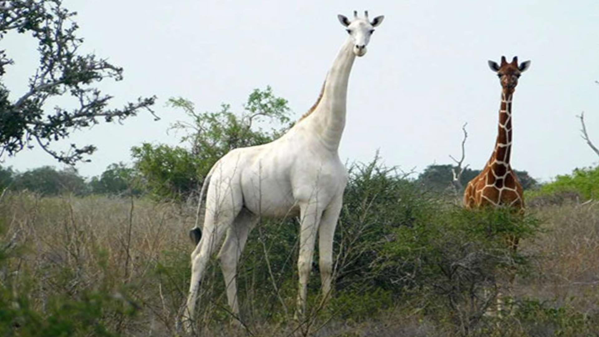 La caza furtiva deja solo un ejemplar de jirafa blanca en Kenia