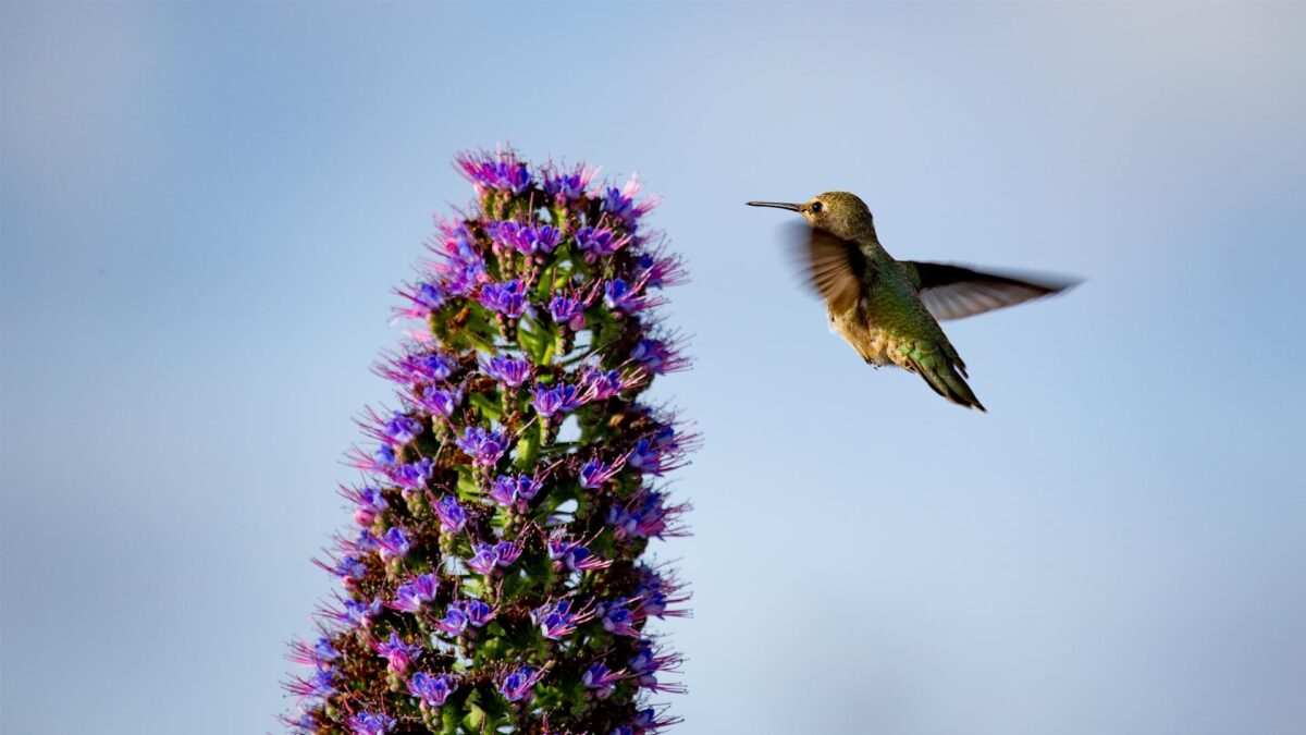 Las aves de Hannón