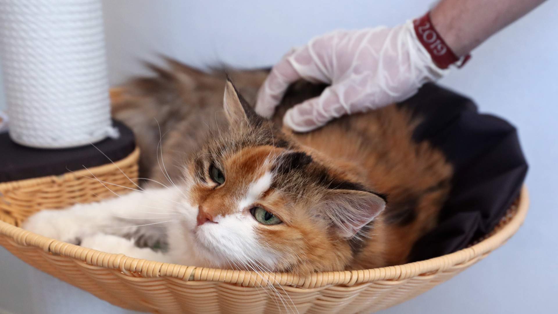 Dos gatos de Nueva York, primeras mascotas con coronavirus en Estados Unidos