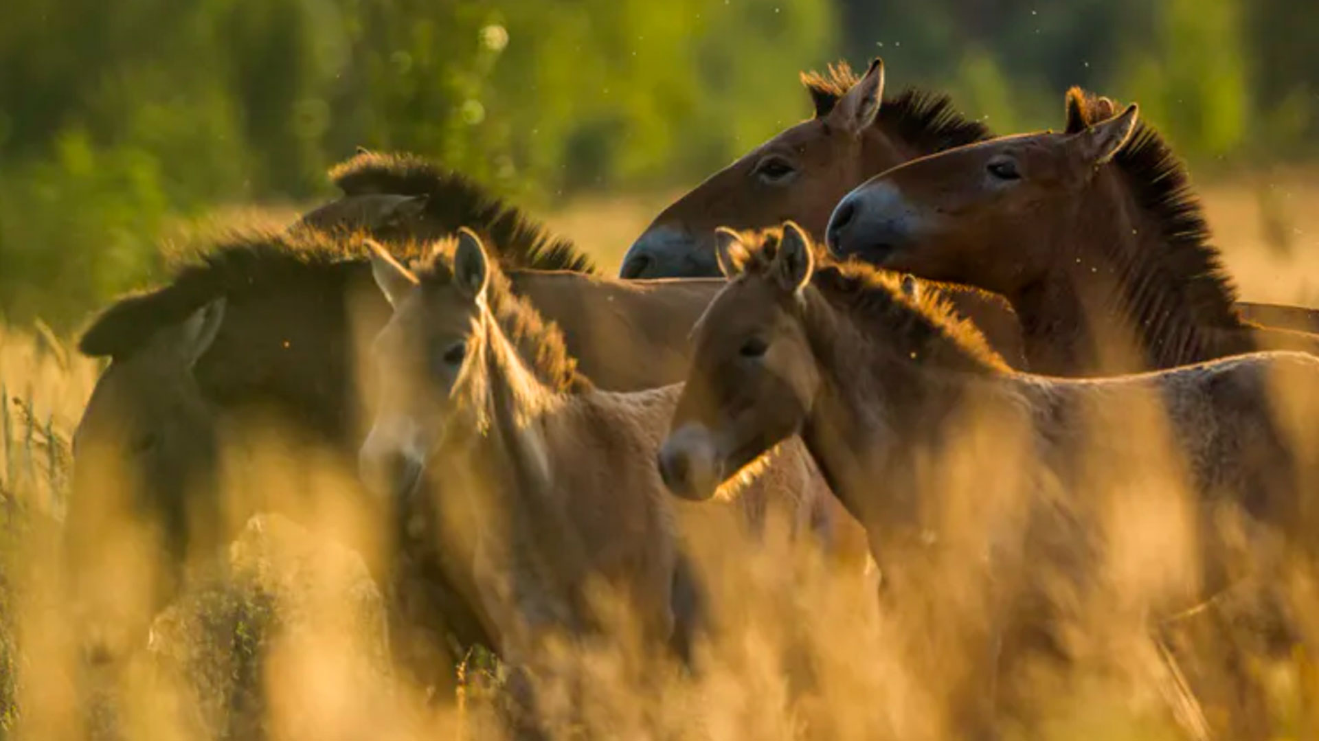 El misterio de los caballos salvajes de Chernóbil