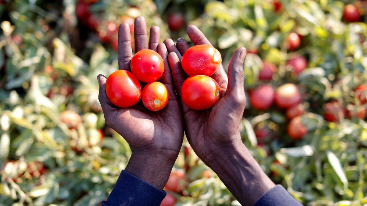 Italia se plantea regularizar inmigrantes sin papeles por la falta de mano de obra en el campo