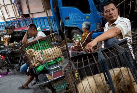 La ciudad china de Shenzhen prohíbe comer perros y gatos tras la crisis del coronavirus