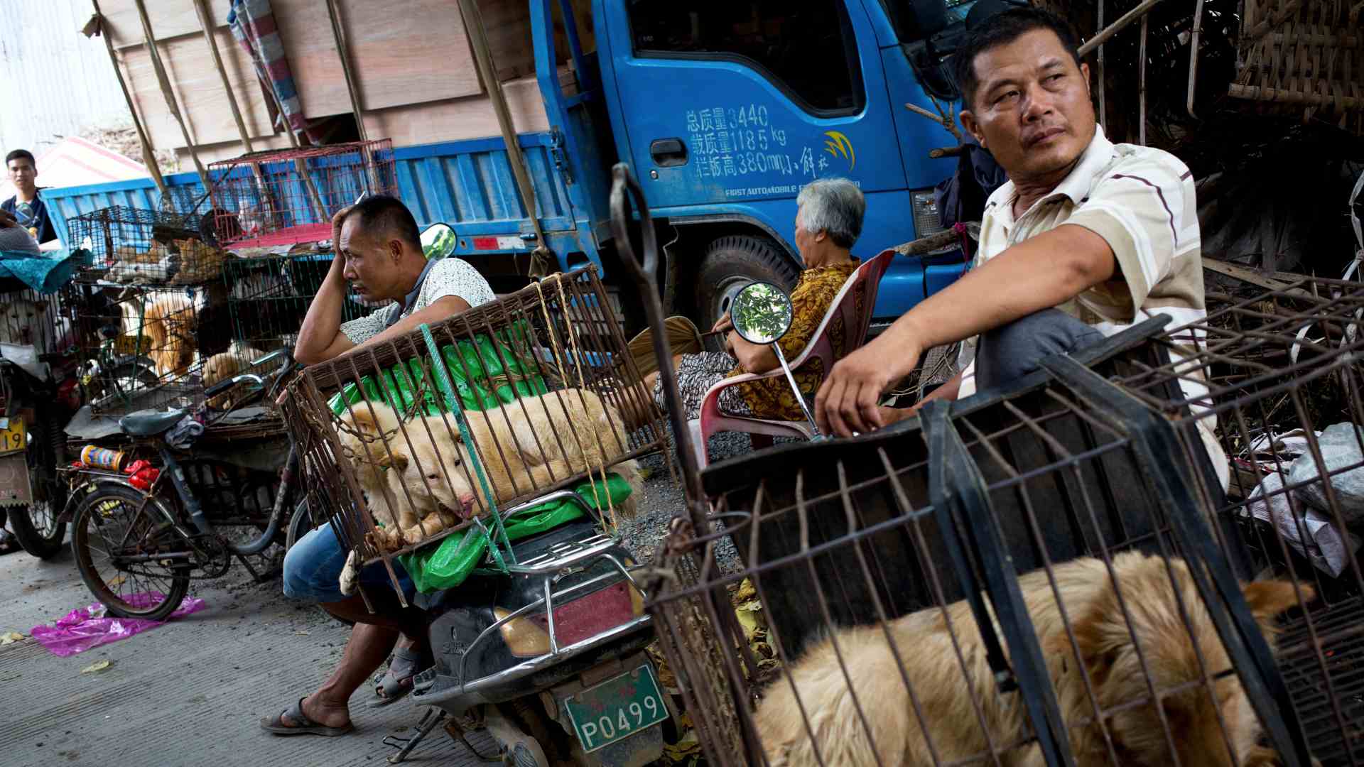 La ciudad china de Shenzhen prohíbe comer perros y gatos tras la crisis del coronavirus