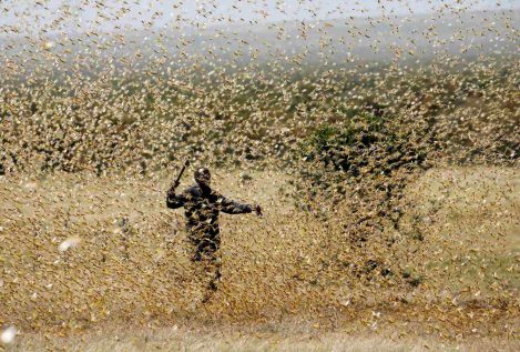 Una nueva plaga de langostas amenaza con devastar África Oriental