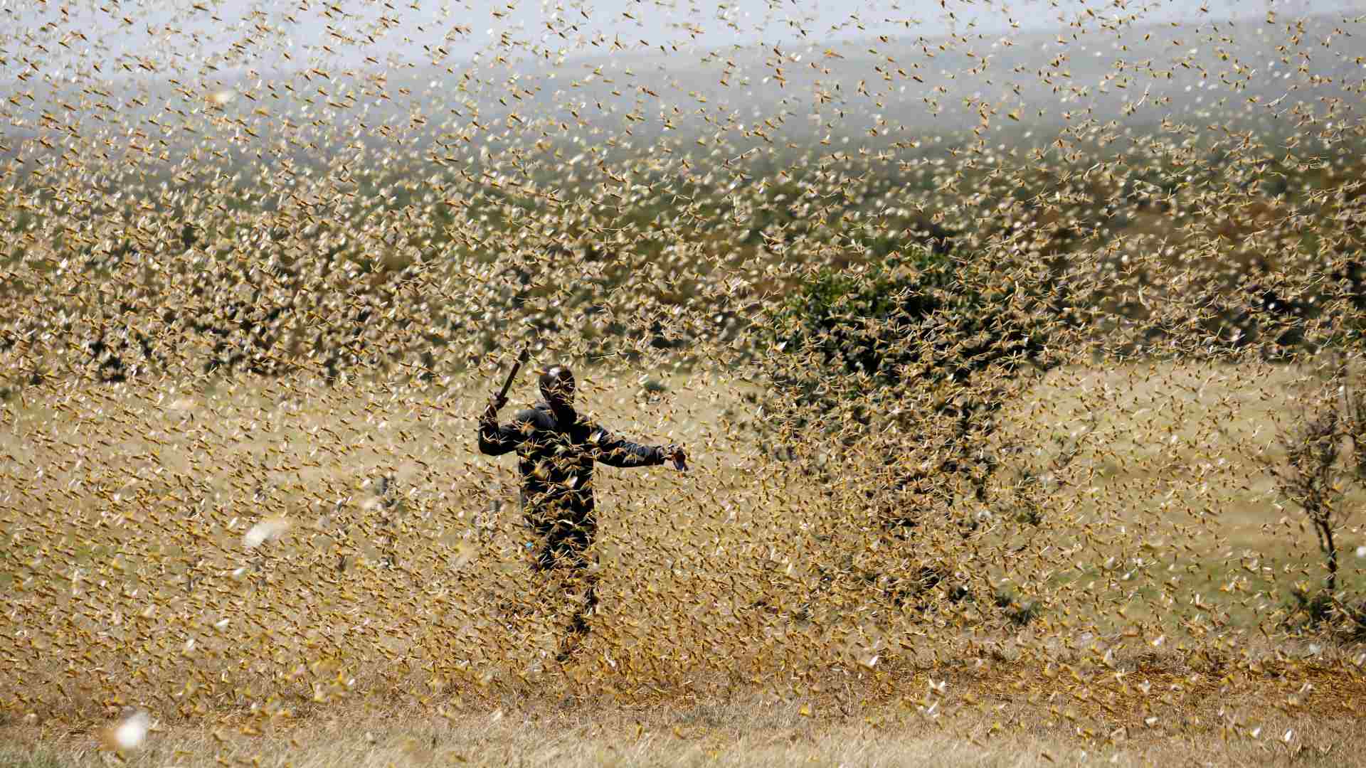 Una nueva plaga de langostas amenaza con devastar África Oriental