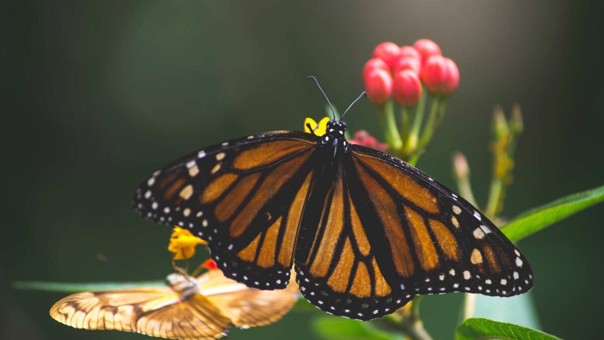 Los insectos han disminuido un 25% desde 1990, según un estudio